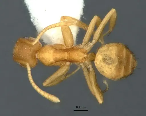 Technomyrmex dubius - CASENT0886046