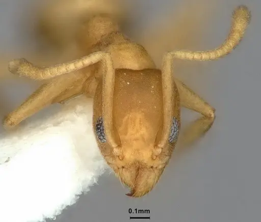 Technomyrmex dubius - CASENT0886046