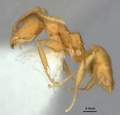 Technomyrmex dubius - CASENT0886046