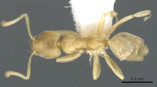 Technomyrmex dubius - CASENT0903050