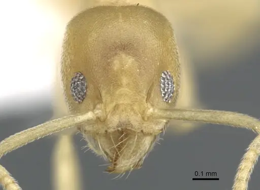 Technomyrmex dubius - CASENT0903050
