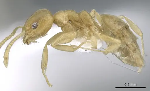 Technomyrmex dubius - CASENT0903050