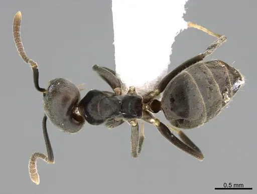 Technomyrmex elatior specimen