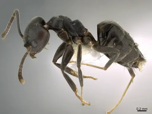 Technomyrmex elatior specimen