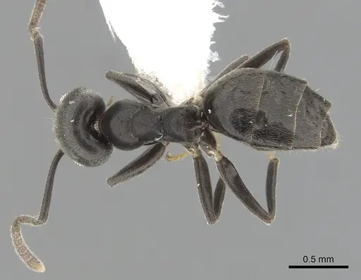 Technomyrmex elatior - CASENT0249783