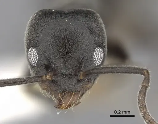 Technomyrmex elatior - CASENT0249783