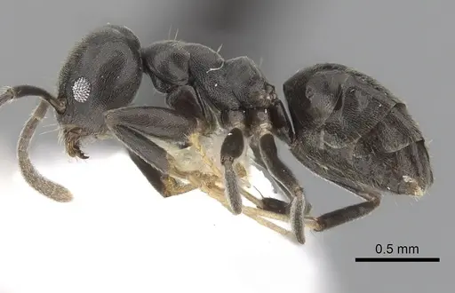 Technomyrmex elatior - CASENT0249783