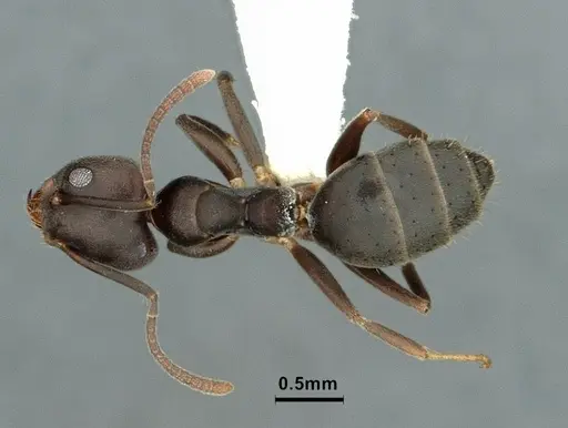 Technomyrmex elatior - CASENT0886059