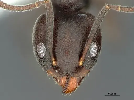 Technomyrmex elatior - CASENT0886059