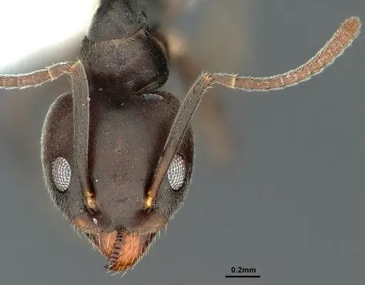 Technomyrmex elatior - CASENT0886059