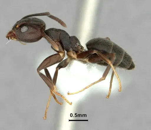 Technomyrmex elatior - CASENT0886059