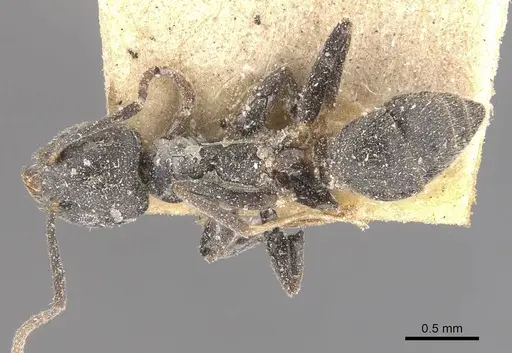 Technomyrmex elatior - CASENT0909804