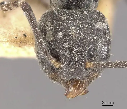 Technomyrmex elatior - CASENT0909804