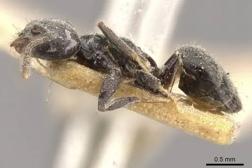 Technomyrmex elatior - CASENT0909804