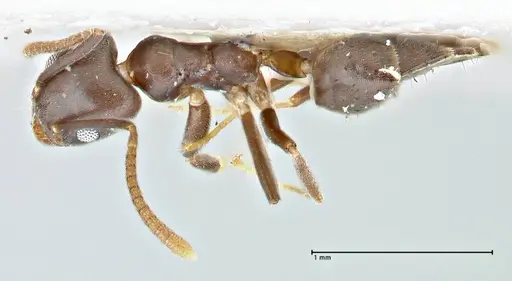 Technomyrmex elatior - FOCOL2874