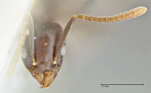 Technomyrmex elatior - FOCOL2874