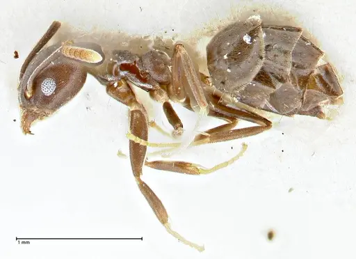 Technomyrmex elatior - FOCOL2874