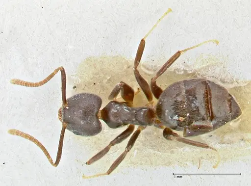 Technomyrmex elatior - FOCOL2875