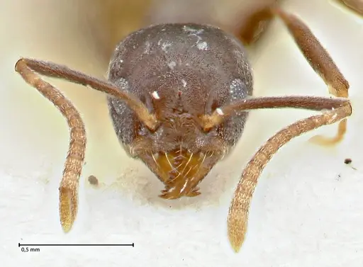 Technomyrmex elatior - FOCOL2875