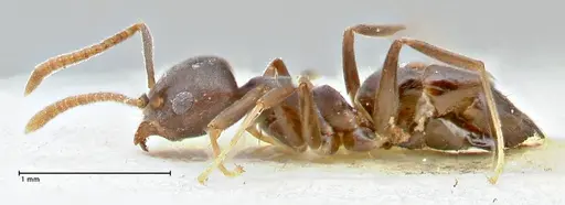 Technomyrmex elatior - FOCOL2875