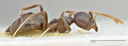 Technomyrmex elatior - FOCOL2875