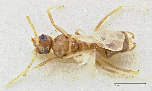 Technomyrmex elatior - FOCOL2876