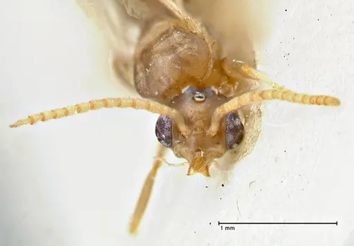 Technomyrmex elatior - FOCOL2876