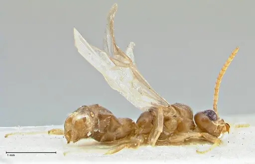 Technomyrmex elatior - FOCOL2876