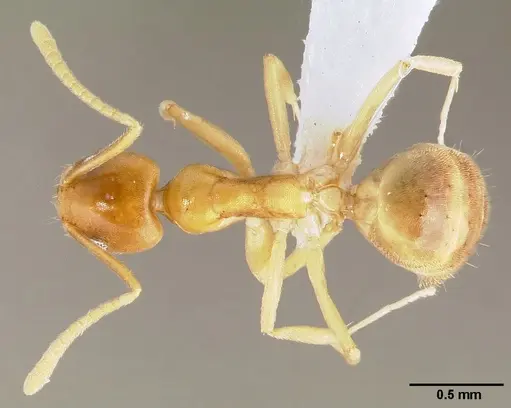 Technomyrmex fisheri specimen