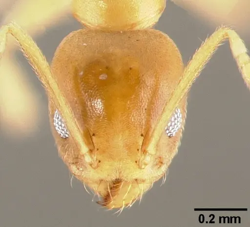 Technomyrmex fisheri specimen