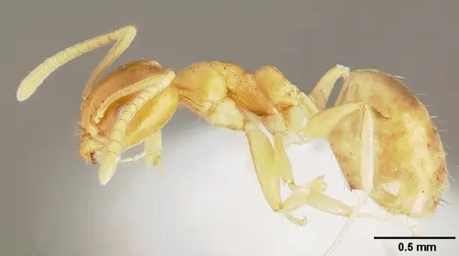 Technomyrmex fisheri specimen