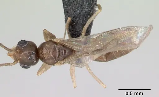 Technomyrmex fisheri - CASENT0052471