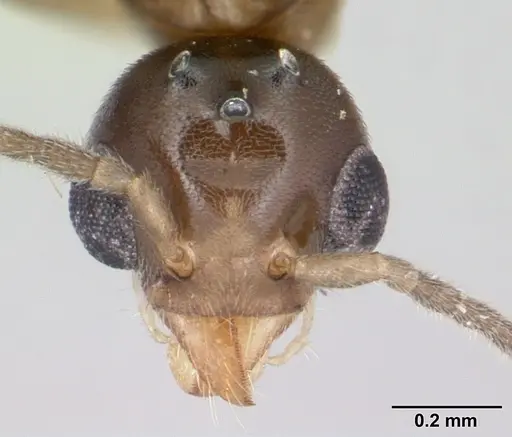 Technomyrmex fisheri - CASENT0052471