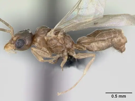 Technomyrmex fisheri - CASENT0052471