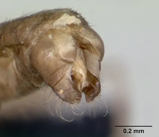 Technomyrmex fisheri - CASENT0052471