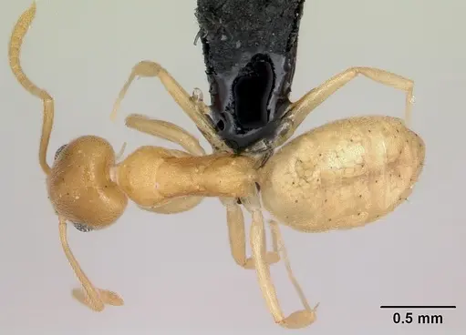 Technomyrmex fisheri - CASENT0053815