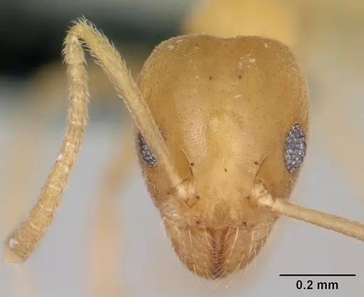 Technomyrmex fisheri - CASENT0053815