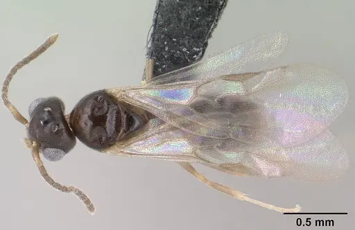 Technomyrmex fisheri - CASENT0138451