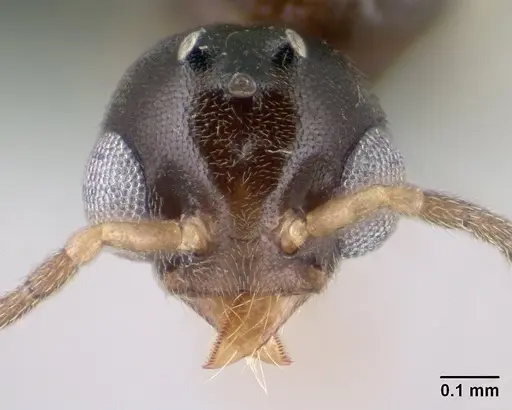 Technomyrmex fisheri - CASENT0138451