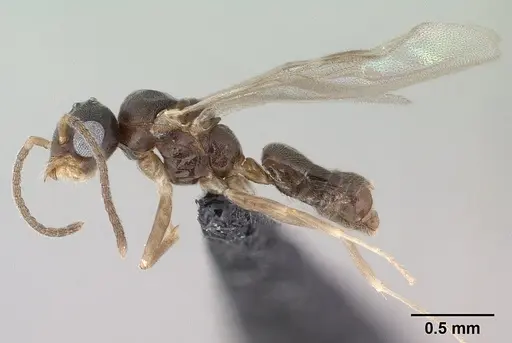 Technomyrmex fisheri - CASENT0138451