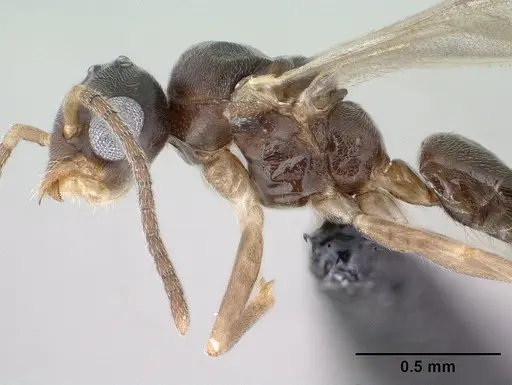 Technomyrmex fisheri - CASENT0138451