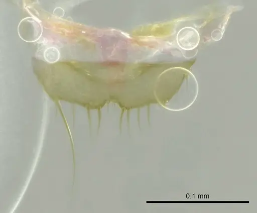 Technomyrmex fisheri - CASENT0345030