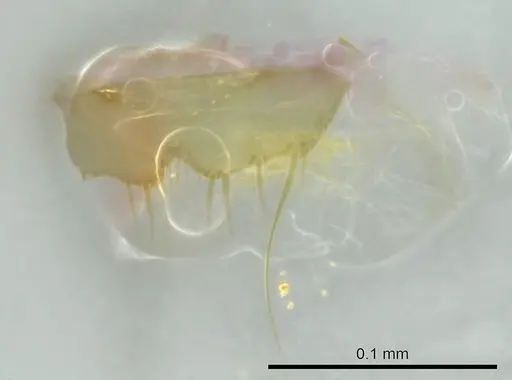 Technomyrmex fisheri - CASENT0345032