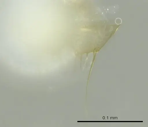 Technomyrmex fisheri - CASENT0345033