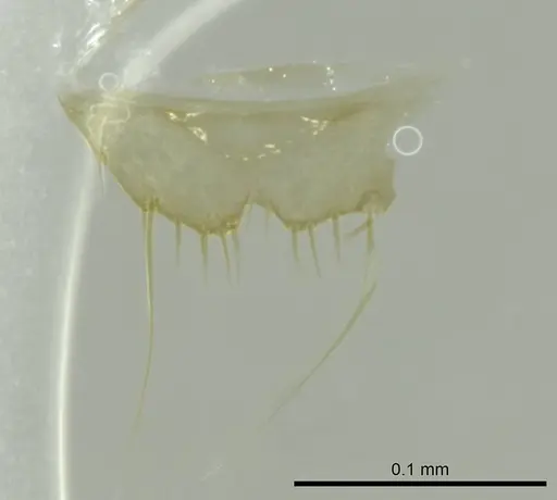 Technomyrmex fisheri - CASENT0345034