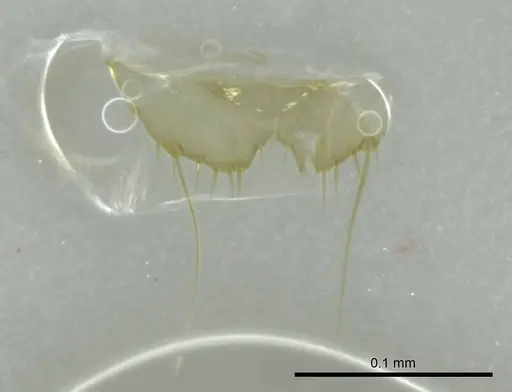 Technomyrmex fisheri - CASENT0345035