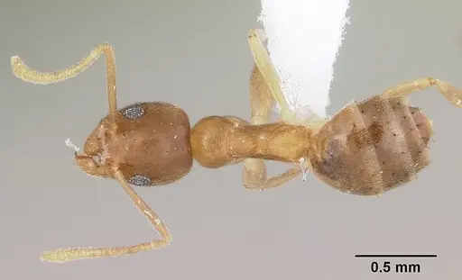 Technomyrmex fisheri - CASENT0435387