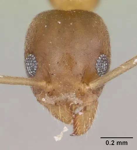 Technomyrmex fisheri - CASENT0435387