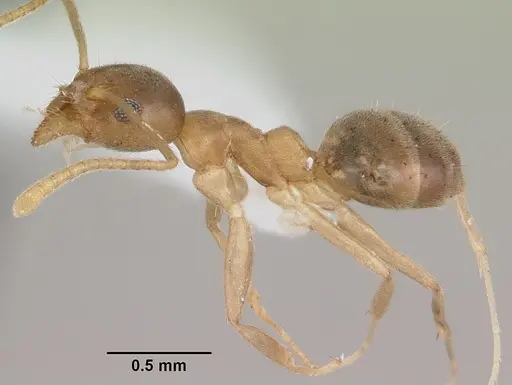 Technomyrmex fisheri - CASENT0435387