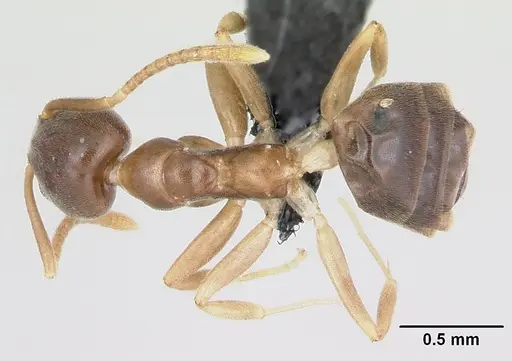 Technomyrmex fisheri - CASENT0485349